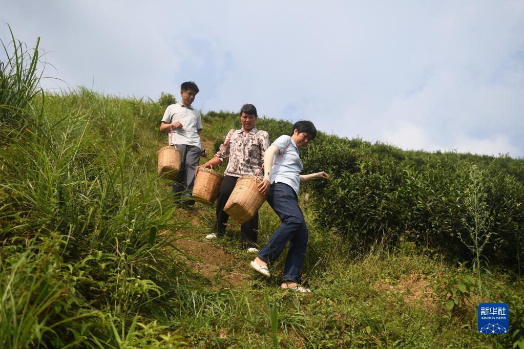 在廣西蒼梧縣六堡鎮山坪村，祝雪蘭（前）和村民采茶后走下茶山（2022年9月22日攝）。新華社記者 陸波岸 攝